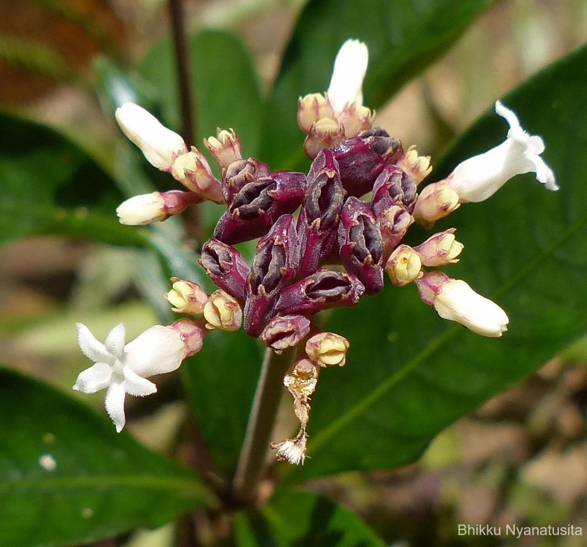 Ophiorrhiza pectinata Arn.